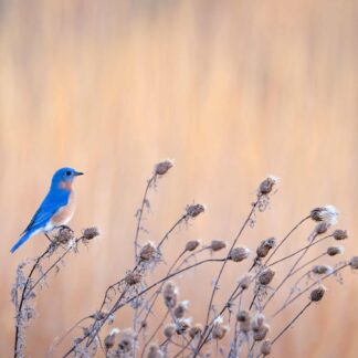 Bluebird at Sully by Kathrin Swoboda