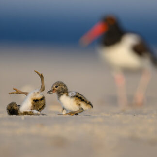 Taking a Tumble by Kathrin Swoboda