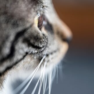 Reflection by Nafia Syeed