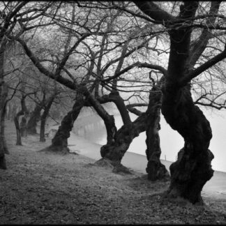 Tidal Basin by Jo Ann Tooley