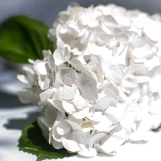 Hydrangea by Shannon Turkewitz