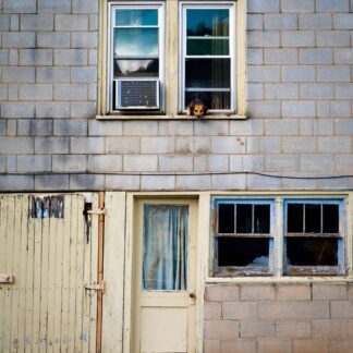 Hinton Guard Dog by Shannon Turkewitz