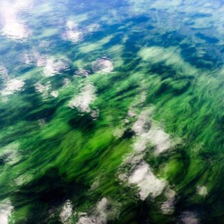 Underwater Moss with Cloud Reflections by Shannon Turkewitz