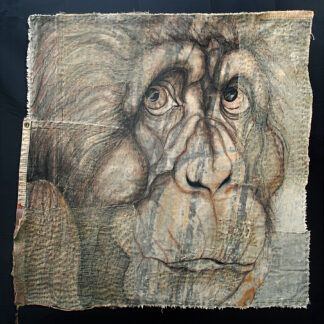 Veterans: Chimpanzees by Holly Cole
