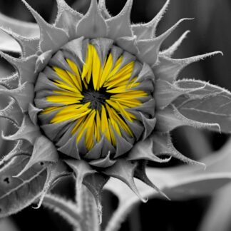 Waiting to be Pretty by Haesoon Wethington