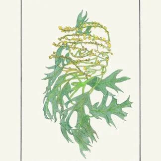 Catkins by Cassie Arnold