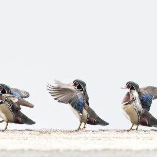 Wood Duck Permutations by Joel Boches