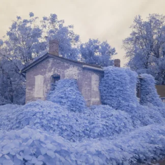 Infrared Overgrowth by Joel Boches