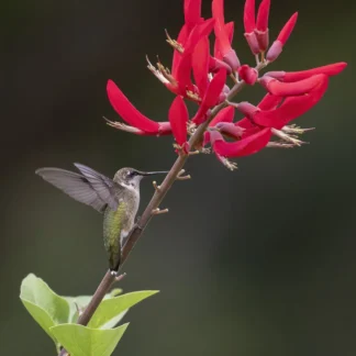 Hummingbird on the Coral Bean by Joel Boches
