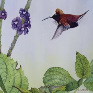 Hummingbird Garden by Cecilia Capestany