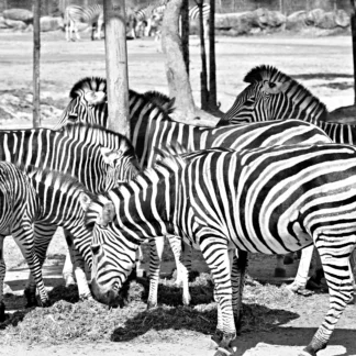Dazzle in Black and White by Stella Choi