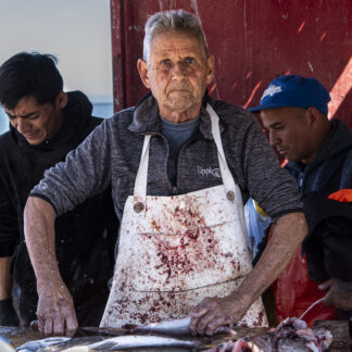 Fishmonger by Meg Clarke