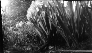 Darkroom Photography Alison Duvall