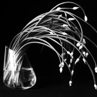 Cascading by Ron Colbroth