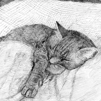 Sleeping Cat by Ariane D'Souza