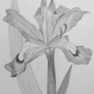Crested Iris by Ariane DSouza