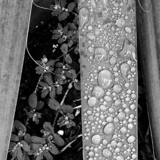 droplets.1 by Barry Dunn