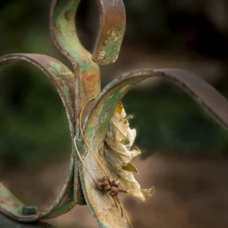 Fall Find by Gaetana Ebbole