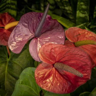 Trio by Gaetana Ebbole