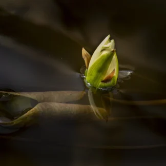 Budding by Gaetana Ebbole