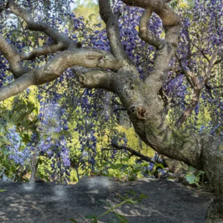 Wysteria by Gaetana Ebbole