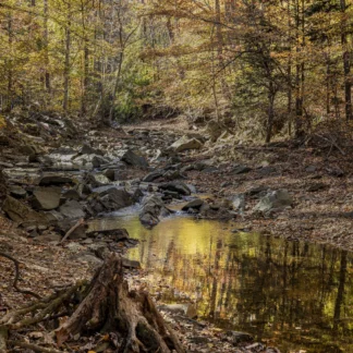Fall at Scotts Run by Gaetana Ebbole