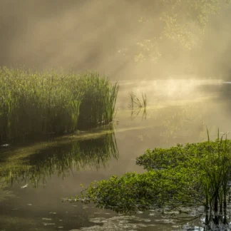 Sunrays and Grasses by Gaetana Ebbole