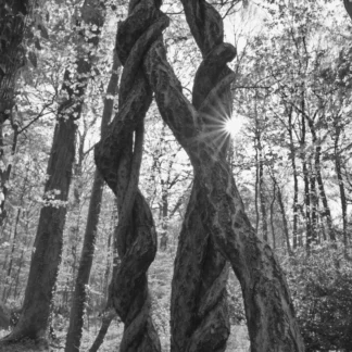 Vine Knots by Henry Egghart