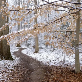 Snowdusting, Paul Springs Park by Henry Egghart