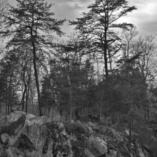 Rock and Pine by Henry Egghart