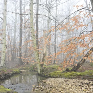 Winter, Paul Springs Creek by Henry Egghart