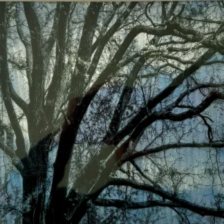 Winter Morning by Sarah Entsminger