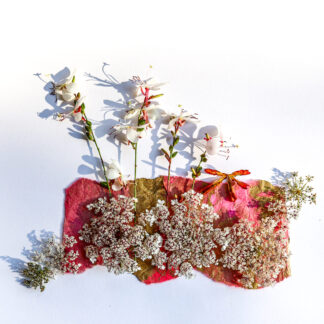 Queen's Lace in Pink by Sarah Entsminger