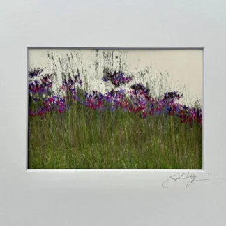 Montgomery Meadow by Sarah Entsminger