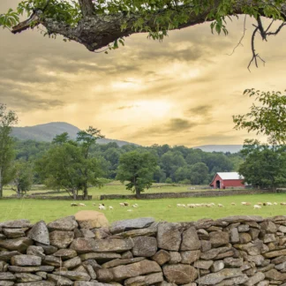 Country Scene by Tina Falkenbury
