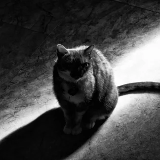 A Cat by Willa Friedman