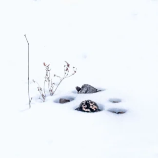 Snow by Willa Friedman