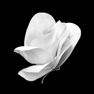 Flower in B&W #4 by Robert Friedman