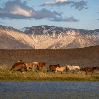 Wild, Wild, Horses by Shannon Gilmore