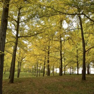 Lost Among the Ginkgos by Jane Podesta