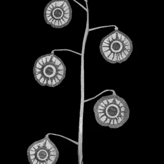 TOK — Flowers 01 by Eduardo Mejia
