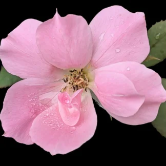 A Rose on World Photography Day by Georgette Grossman