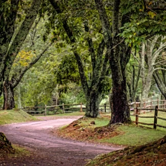 Long Road Home by Georgette Grossman