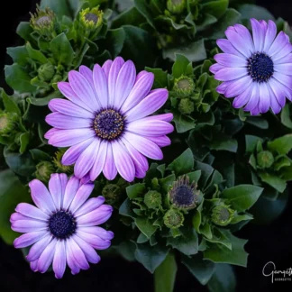 Transvaal Daisies by Georgette Grossman