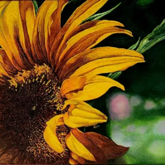 Peak-A-Boo Sunflower by Hyon-ok Cicconi
