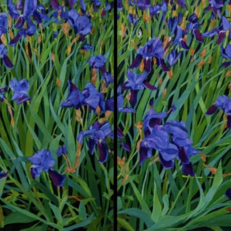 Irises by Pattee Hipschen
