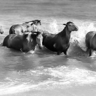 Splash in the Surf by Chris Houweling