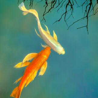 Long Tailed Koi by Judy Guenther