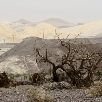 Dust Storm by Jane Mann
