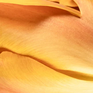 Orange Wave by Leslie Landerkin